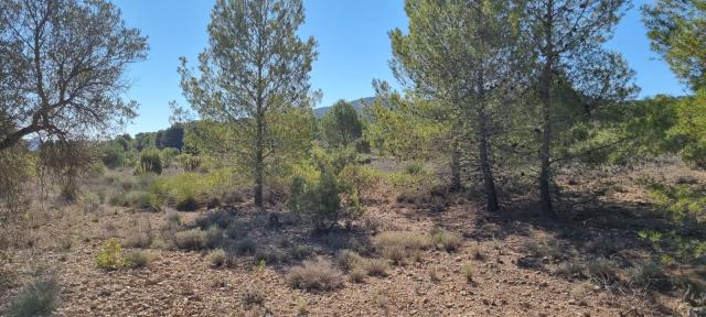 Land for sale in Monovar