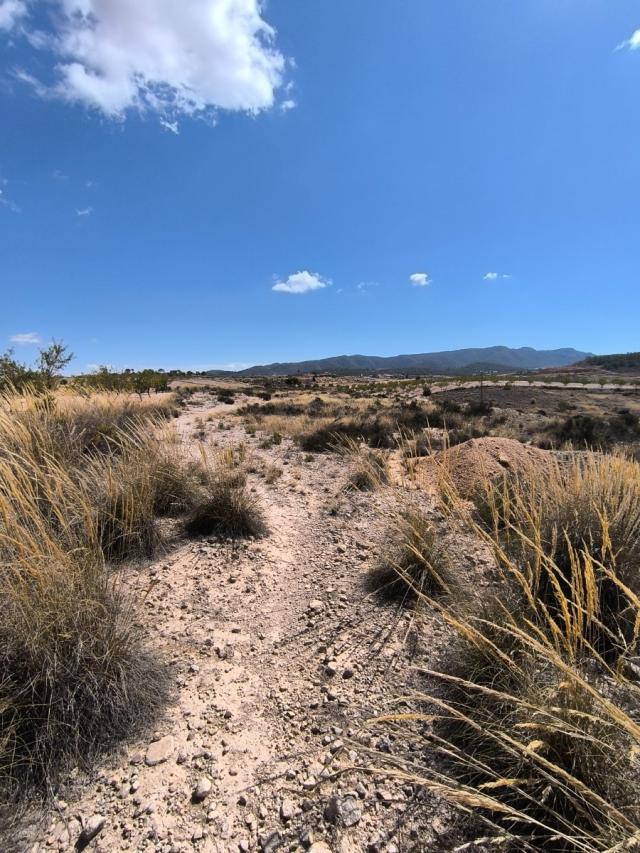 Land for sale in Jumilla