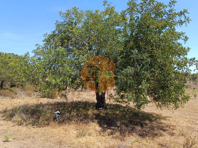 Land for sale in Odeleite
