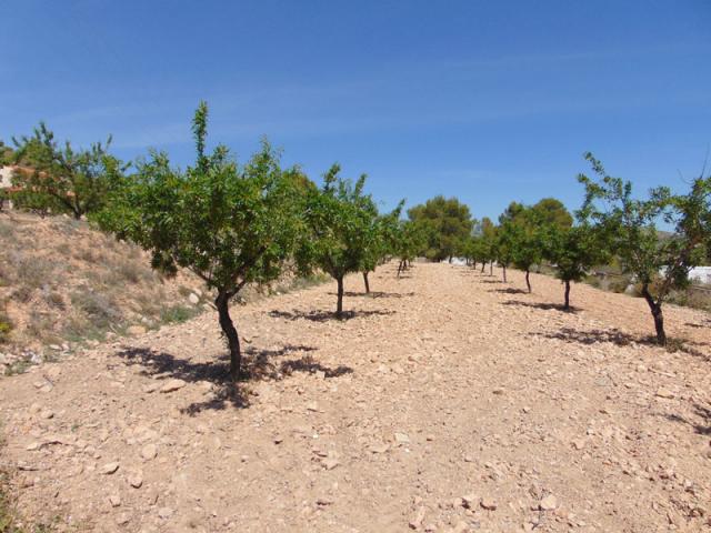 Land for sale in Hondon de las Nieves