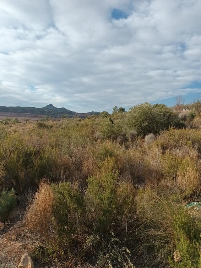 Land for sale in El Canton