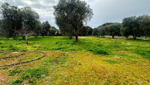 3 bedroom Detached House in Carovigno