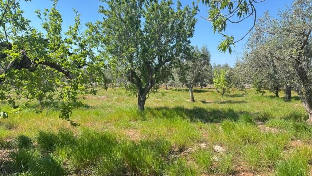 2 bedroom Detached House in Carovigno