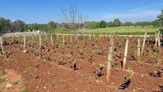 2 bedroom Detached House in Carovigno