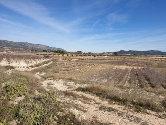Land for sale in Pinoso