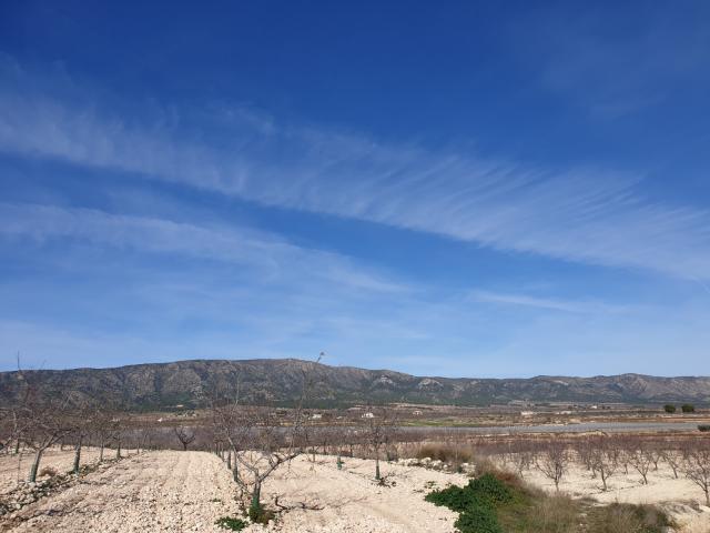 Land for sale in Pinoso