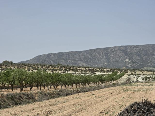 Land for sale in Pinoso