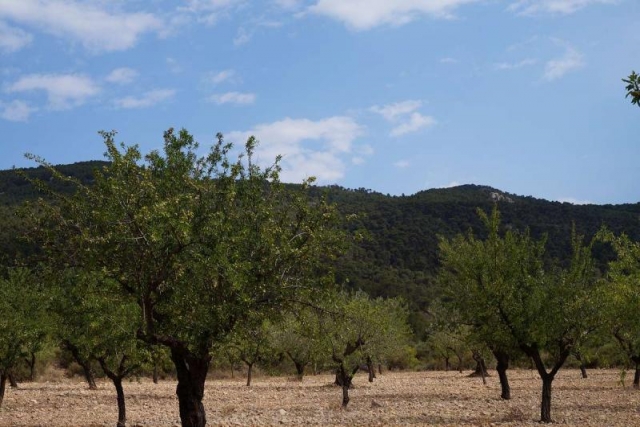 Land for sale in Yecla
