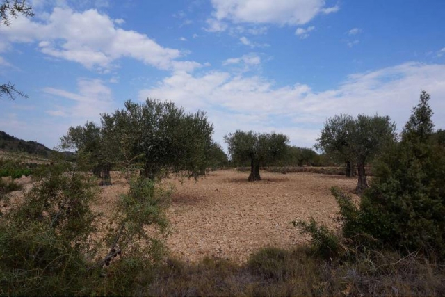 Land for sale in Yecla