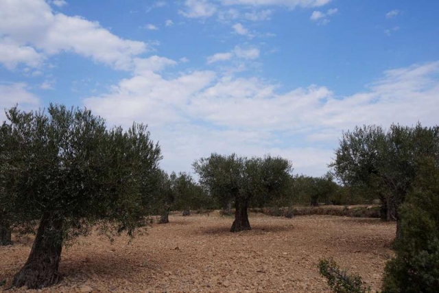 Land for sale in Yecla