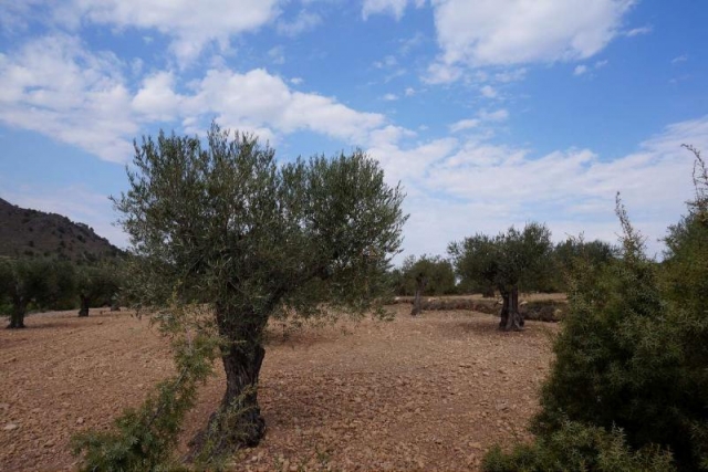 Land for sale in Yecla