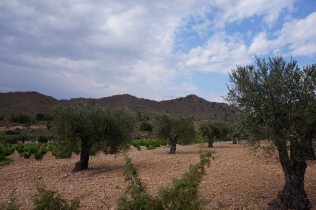 Land for sale in Yecla