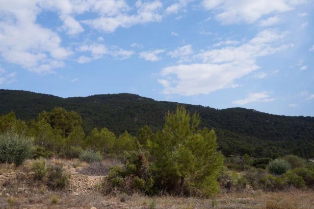 Land for sale in Yecla