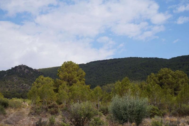 Land for sale in Yecla