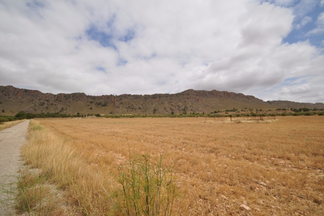 Land for sale in Yecla