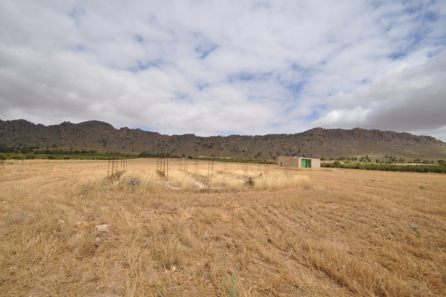 Land for sale in Yecla
