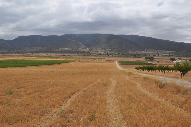 Land for sale in Yecla