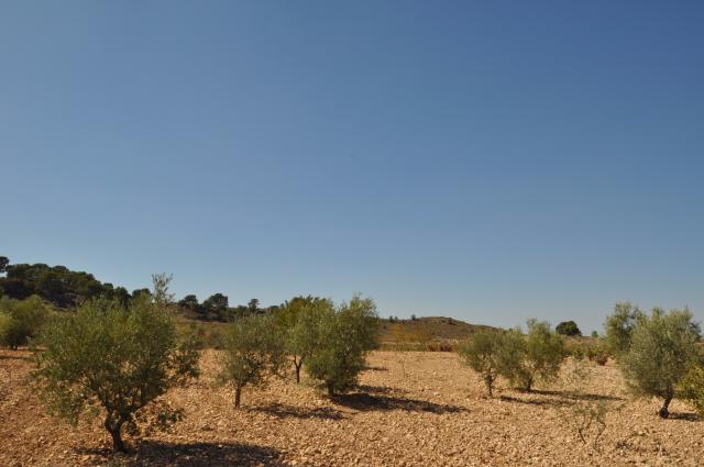 Land for sale in Torre Del Rico