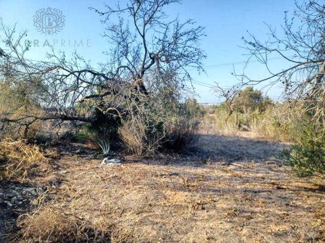 plot for sale in Boliqueime