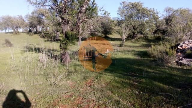 Land for sale in Paderne