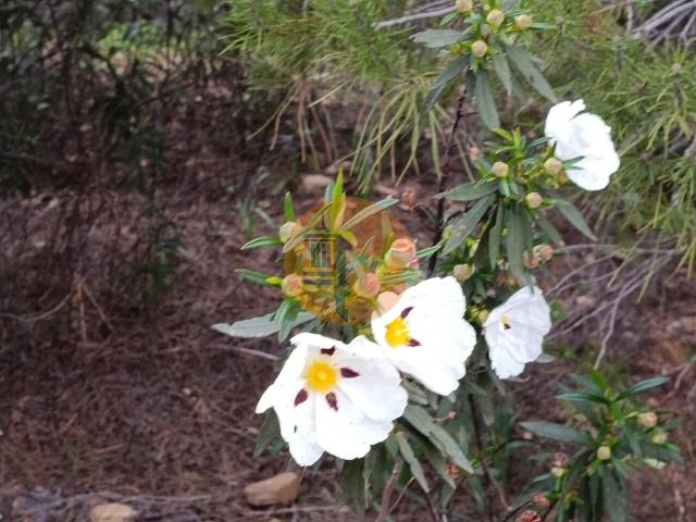 Land for sale in Azinhal