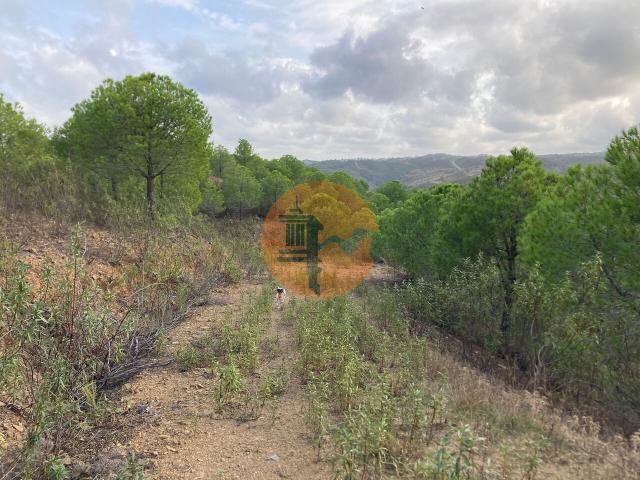 Land for sale in Azinhal