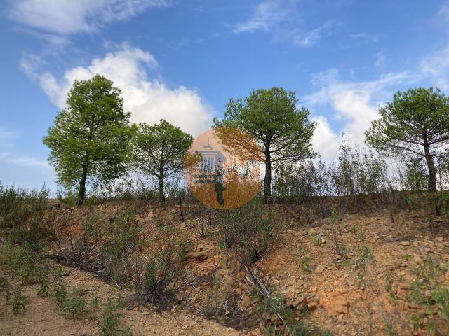 Land for sale in Azinhal