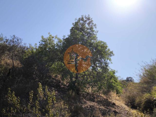 Land for sale in Azinhal