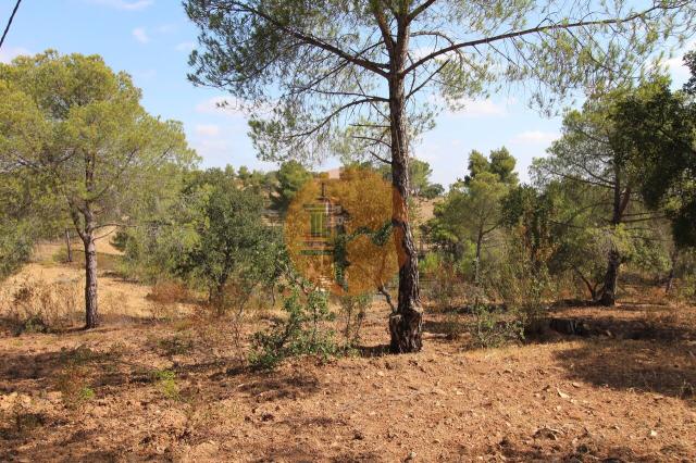 Land for sale in Azinhal