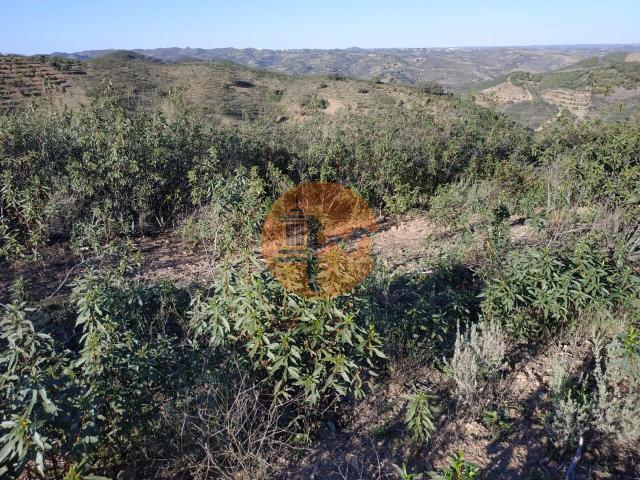 Land for sale in Azinhal