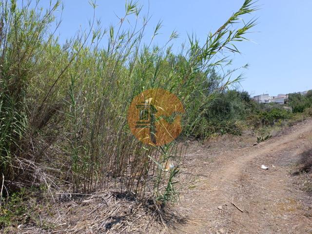 Land for sale in Azinhal