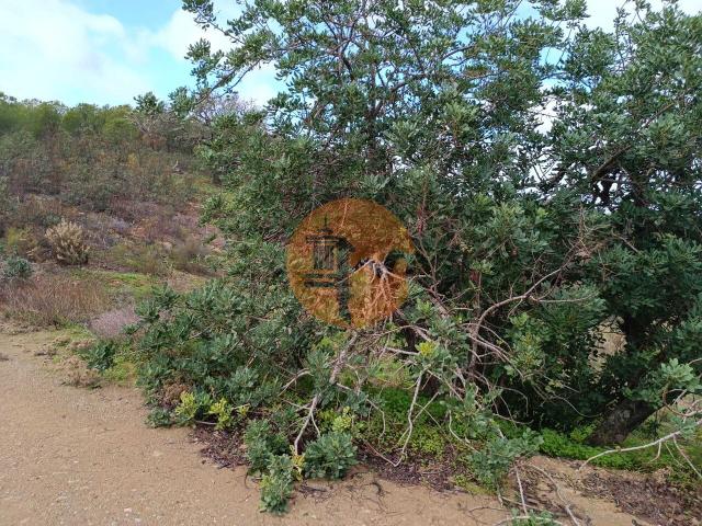 Land for sale in Azinhal