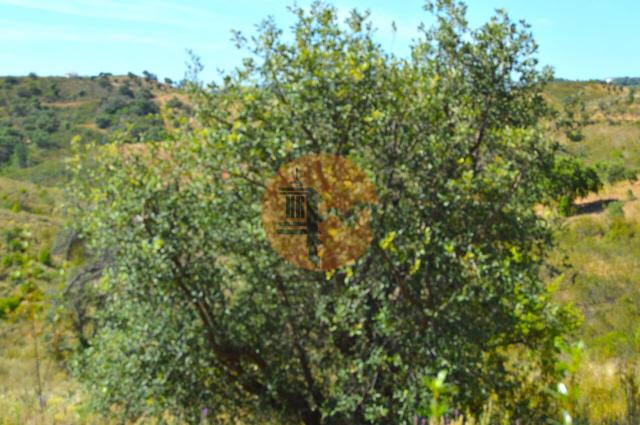 Land for sale in Santa Catarina da Fonte do Bispo