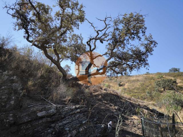 Land for sale in Azinhal