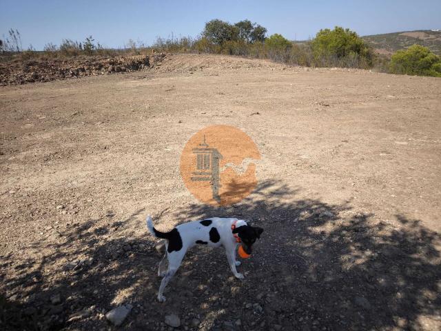 Land for sale in Azinhal