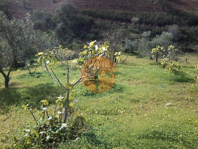 Land for sale in Odeleite