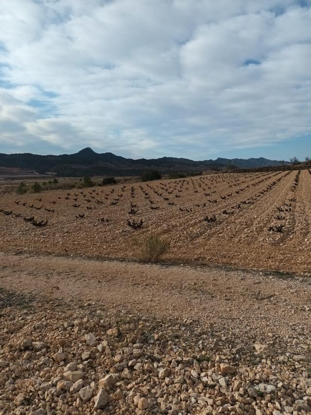 Land for sale in El Canton