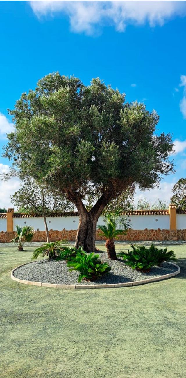 3 bedroom Country Property in Catral