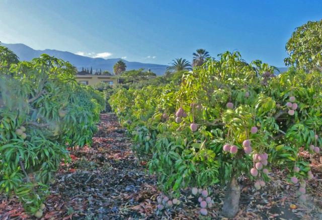 5 bedroom Villa in El Rincon